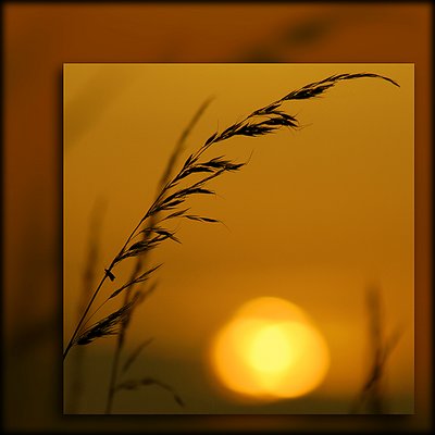 Grassy sunset