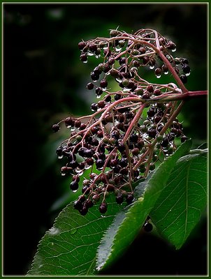 Elder in the Rain