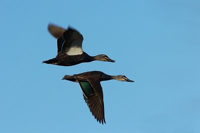 Formation flight