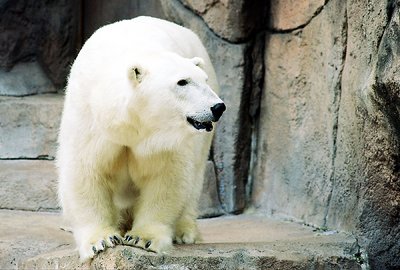 Polar Bear in Summer