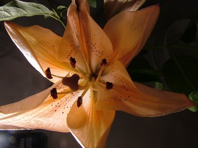 Yellow lilly