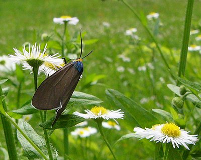 Virginia Ctenuchid Moth