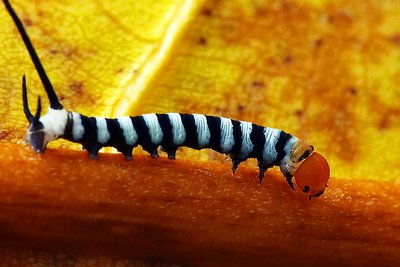 Micro caterpillar