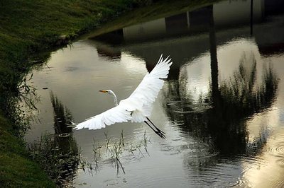 This evening's Egret 