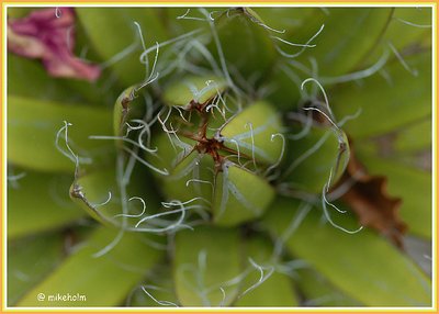 Cacti