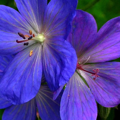 Wild Geranium