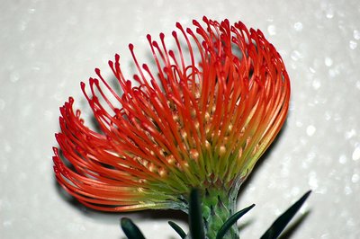 African Flower