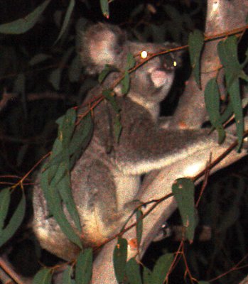 The Demonic Koala II