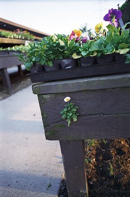 Bunch o' pansies!