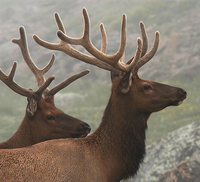 2 bull elk at Rocky Mountain National Park