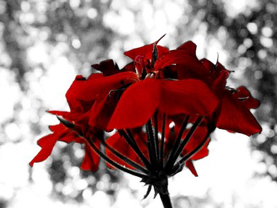 Black and Red Flower 2