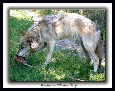 Canadian Timber Wolf!