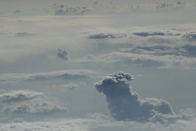 Animals on clouds!