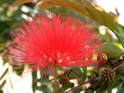 Today (Flower) and Yesterday or Tomorrow (seed)