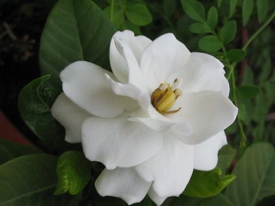 "dos gardenias paradis"