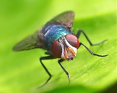 Psychedelic fly