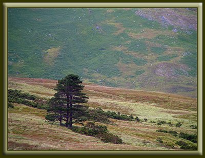 A Lone tree on the hill slope