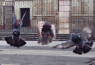 3 Mid-flight Pigeons