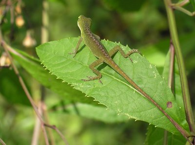 Shy gecko
