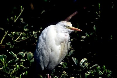 Egret