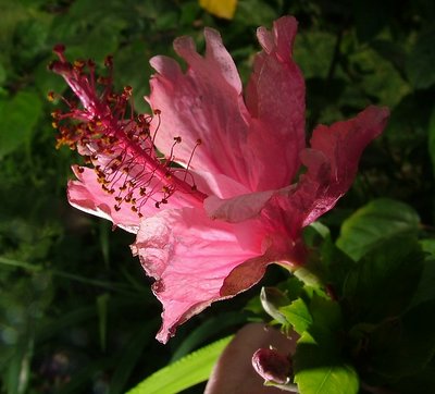 Another hibiscus