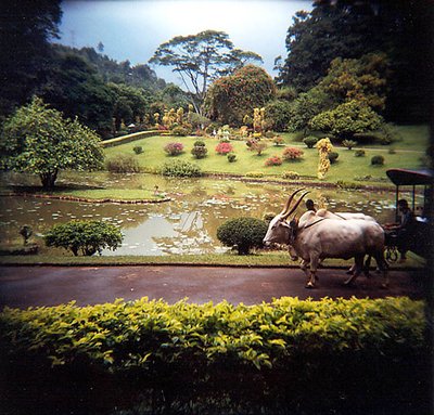 Peradeniya Botanical Gardens