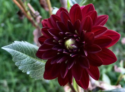 Dahlia