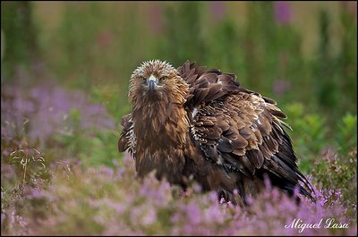 Golden Eagle