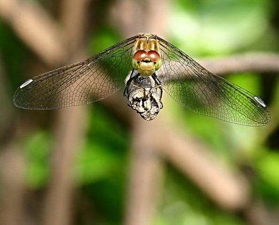 dragonfly 2