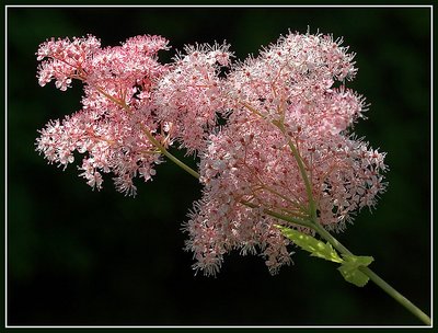 Pretty in pink