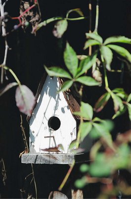 The Bird House 