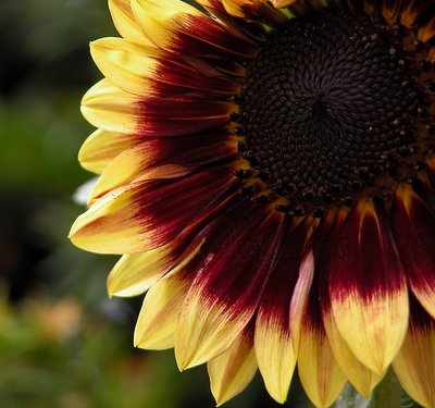 The little sunflower