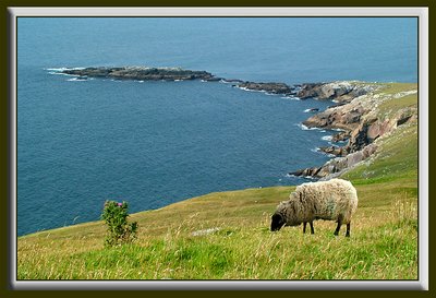 Cliffs and Sheeps, Achill island