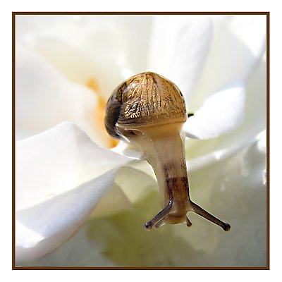 Curious little snail