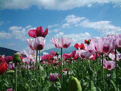 Flowers in mountain