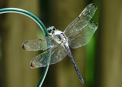 Dragon Fly