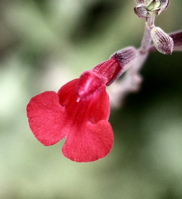 Red Flower