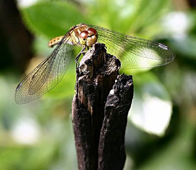 dragonfly 4