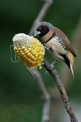 Corn tree picking