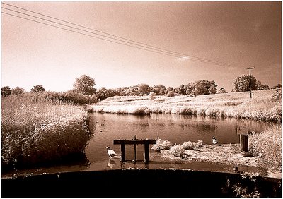 The Duck Pond