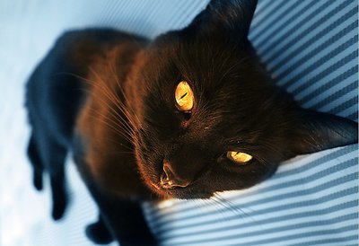 Sunny #1