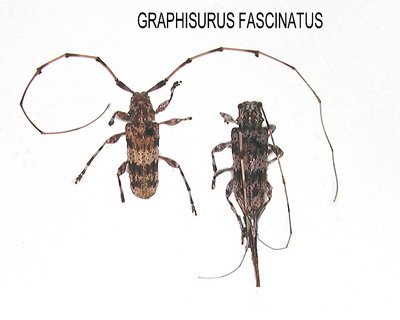 Graphisurus Fascinatus