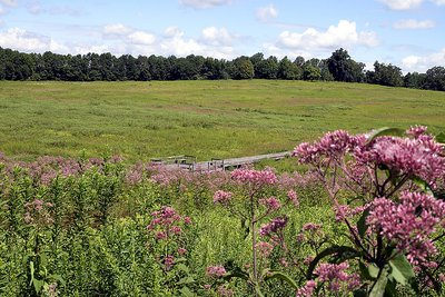 Meadow