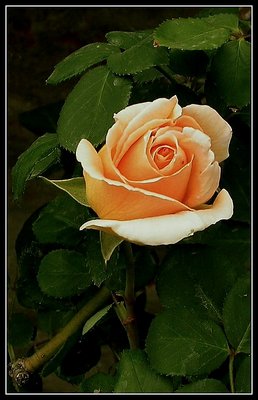 The birth of the rose