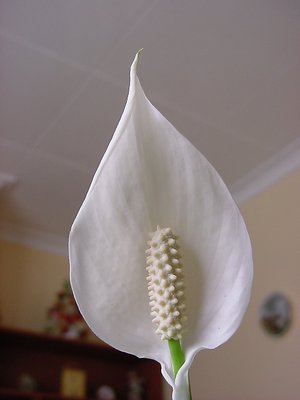 Peace Lily