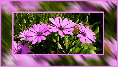 Spanish daisy