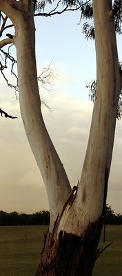 Tall Gum