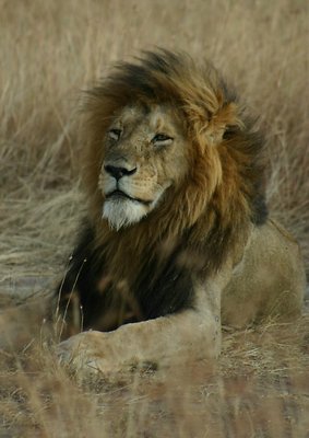 lion