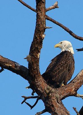 Bald Eagle