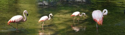 Flamingo panoroma